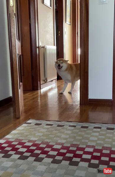 再会 柴犬 兄 半年 6カ月 うれしい 回る