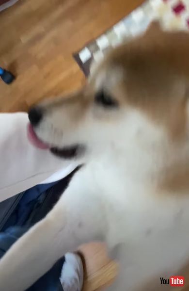 再会 柴犬 兄 半年 6カ月 うれしい 回る