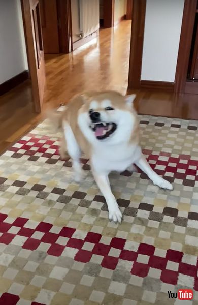 再会 柴犬 兄 半年 6カ月 うれしい 回る