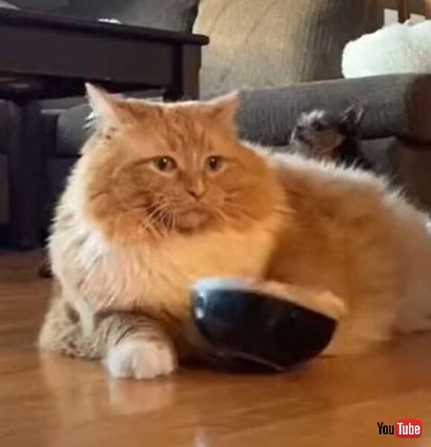 猫 ごはん 皿 揺らす ゾーイ