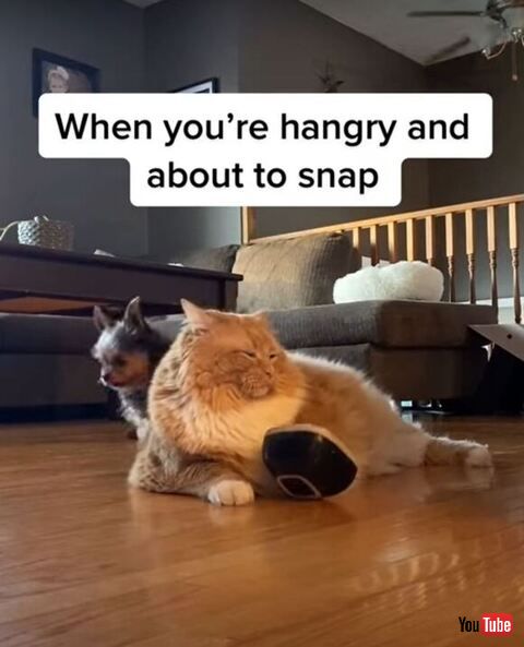 猫 ごはん 皿 揺らす ゾーイ