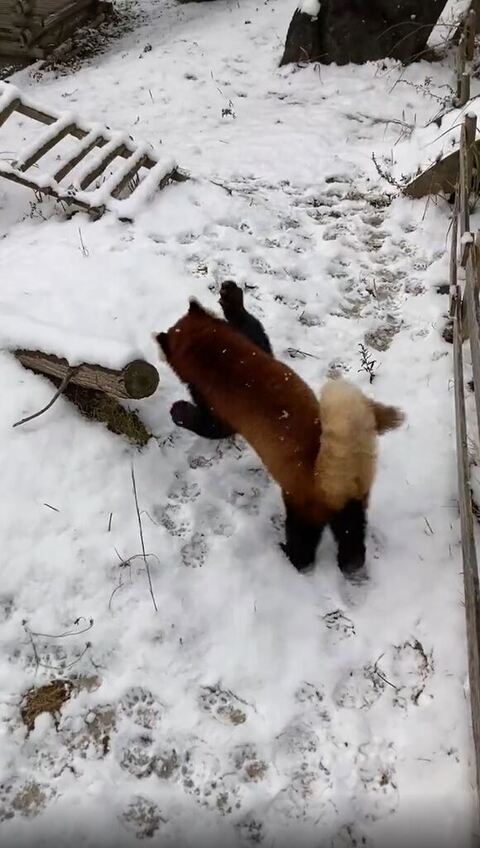 優香ちゃん レッサーパンダ 積雪 大はしゃぎ 秋吉台サファリランド かわいい 動画
