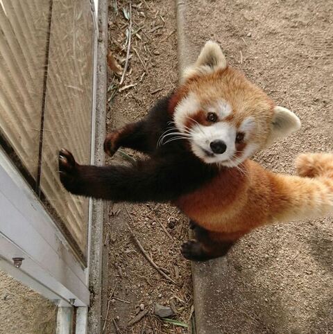 優香ちゃん レッサーパンダ 積雪 大はしゃぎ 秋吉台サファリランド かわいい 動画