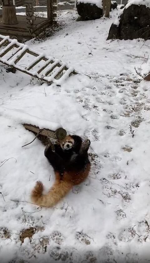 優香ちゃん レッサーパンダ 積雪 大はしゃぎ 秋吉台サファリランド かわいい 動画