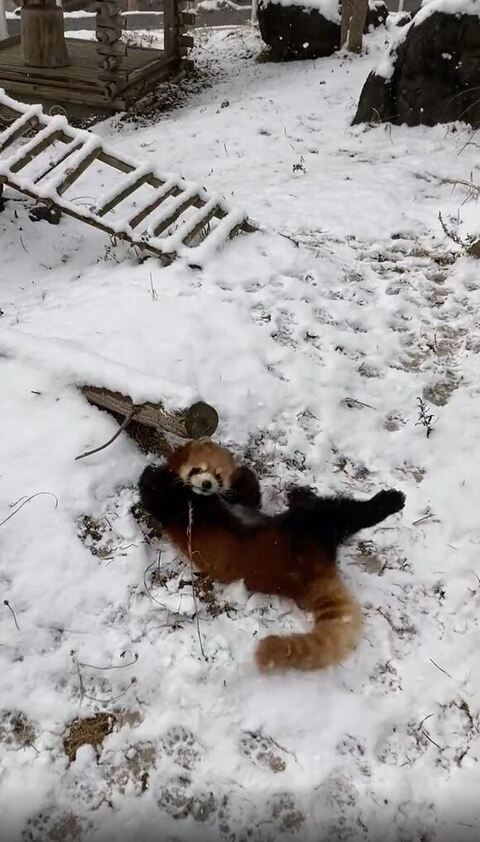 優香ちゃん レッサーパンダ 積雪 大はしゃぎ 秋吉台サファリランド かわいい 動画