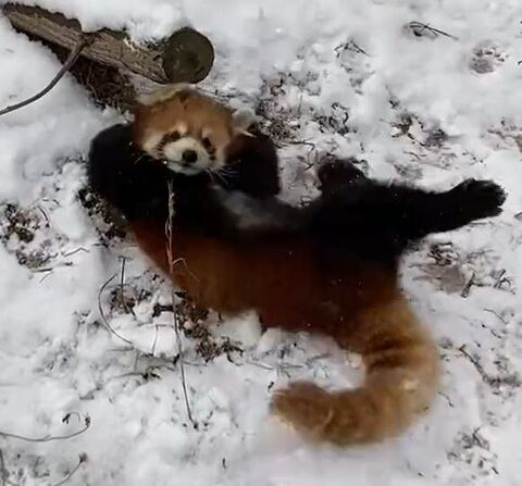 優香ちゃん レッサーパンダ 積雪 大はしゃぎ 秋吉台サファリランド かわいい 動画