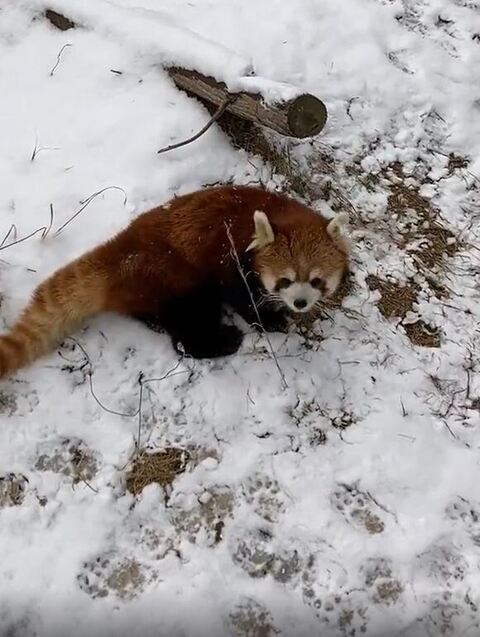 優香ちゃん レッサーパンダ 積雪 大はしゃぎ 秋吉台サファリランド かわいい 動画