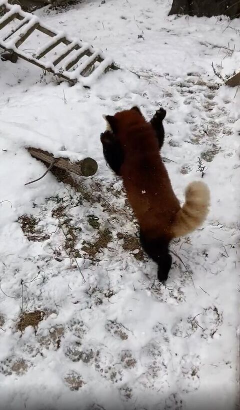 優香ちゃん レッサーパンダ 積雪 大はしゃぎ 秋吉台サファリランド かわいい 動画