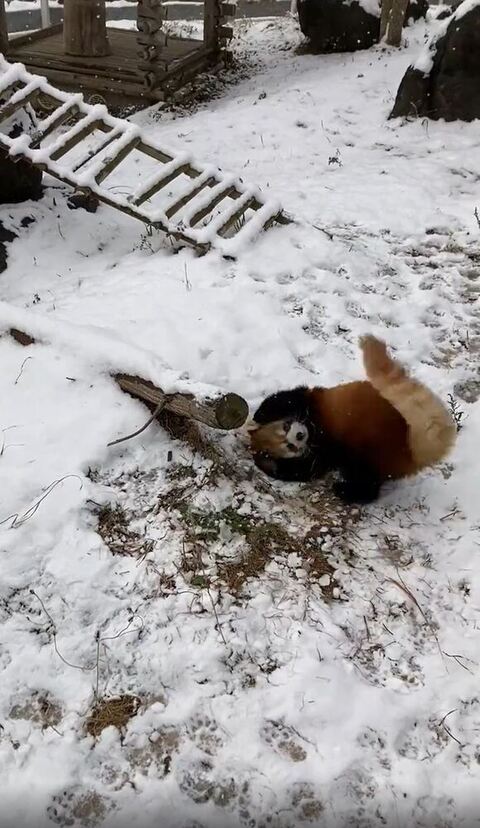 優香ちゃん レッサーパンダ 積雪 大はしゃぎ 秋吉台サファリランド かわいい 動画