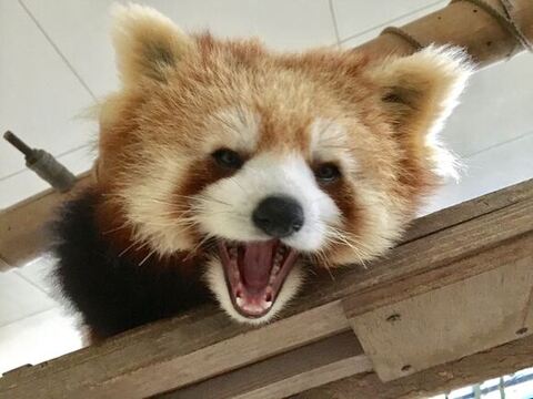 優香ちゃん レッサーパンダ 積雪 大はしゃぎ 秋吉台サファリランド かわいい 動画