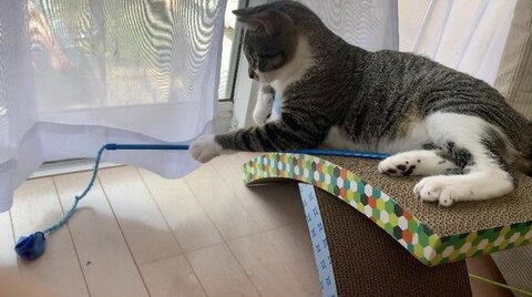 壁 走る 猫 金時 保護猫