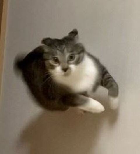 壁 走る 猫 金時 保護猫