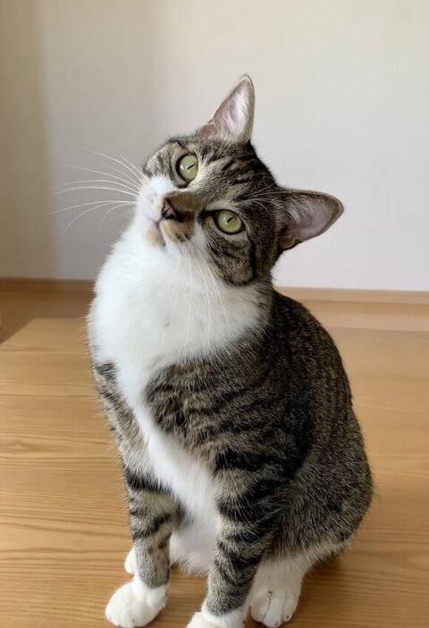 壁 走る 猫 金時 保護猫