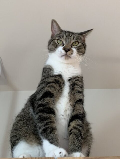 壁 走る 猫 金時 保護猫