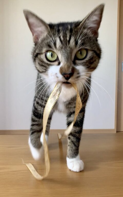 壁 走る 猫 金時 保護猫