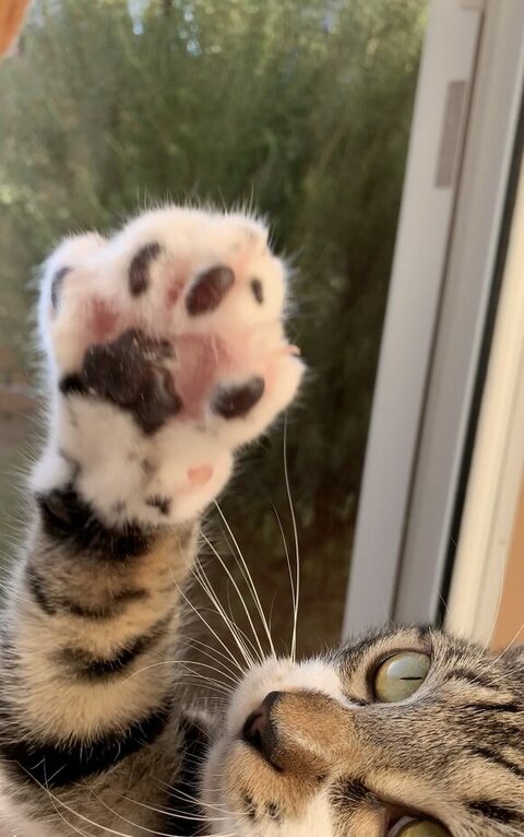 壁 走る 猫 金時 保護猫