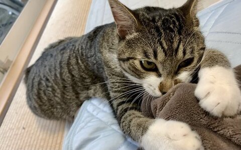 壁 走る 猫 金時 保護猫