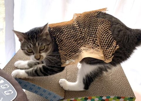 壁 走る 猫 金時 保護猫