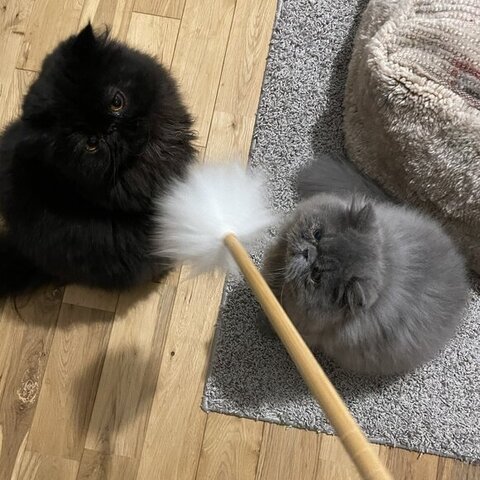 冬毛 エキゾ こちさん 本気 エキゾチックロングヘア 猫 かわいい ビフォーアフター 黒猫