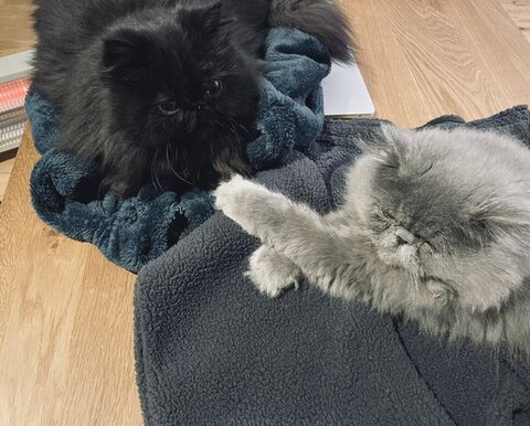 冬毛 エキゾ こちさん 本気 エキゾチックロングヘア 猫 かわいい ビフォーアフター 黒猫