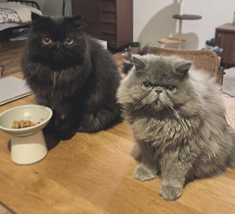 冬毛 エキゾ こちさん 本気 エキゾチックロングヘア 猫 かわいい ビフォーアフター 黒猫