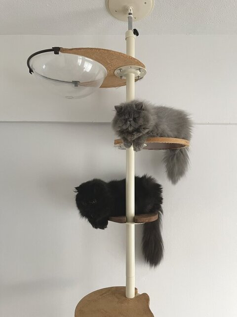 冬毛 エキゾ こちさん 本気 エキゾチックロングヘア 猫 かわいい ビフォーアフター 黒猫