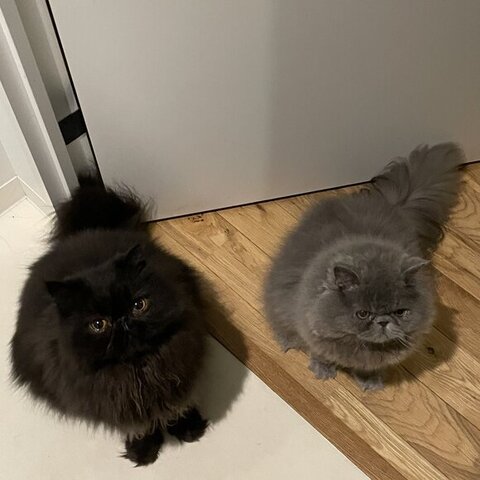 冬毛 夏毛 トトロ エキゾ こちさん 本気 エキゾチックロングヘア 猫 かわいい ビフォーアフター 黒猫