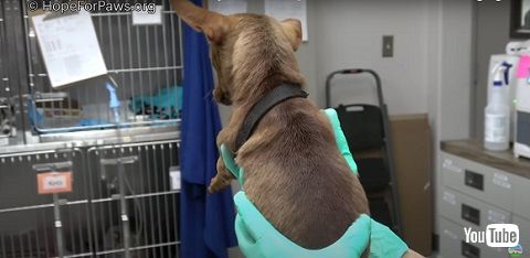 置き去りワンコ Hope For Paws 保護犬 飼い主入院 置き去り 感動 ビフォーアフター