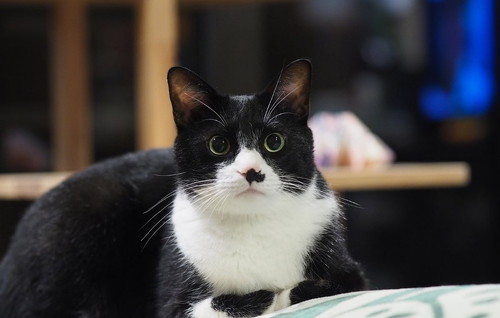 もうそんな季節4  猫漫画 無料 保護猫 布団 ネコ かわいい