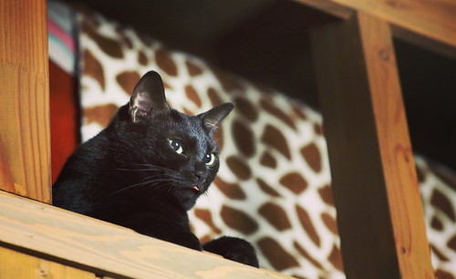 もうそんな季節4  猫漫画 無料 保護猫 布団 ネコ かわいい