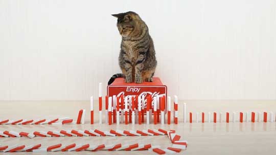 猫 メントスコーラ ドミノ ねこナビ編集部 YouTube Cats and Mentos cola Domino
