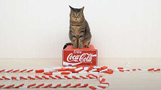猫 メントスコーラ ドミノ ねこナビ編集部 YouTube Cats and Mentos cola Domino