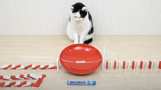 猫 メントスコーラ ドミノ ねこナビ編集部 YouTube Cats and Mentos cola Domino