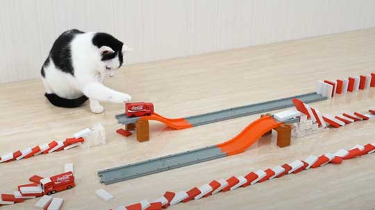 猫 メントスコーラ ドミノ ねこナビ編集部 YouTube Cats and Mentos cola Domino