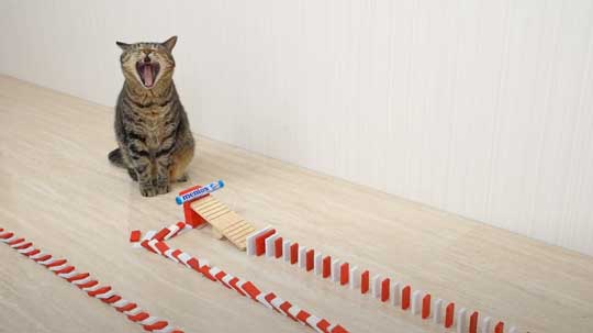 猫 メントスコーラ ドミノ ねこナビ編集部 YouTube Cats and Mentos cola Domino