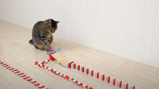 猫 メントスコーラ ドミノ ねこナビ編集部 YouTube Cats and Mentos cola Domino