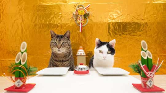 猫 メントスコーラ ドミノ ねこナビ編集部 YouTube Cats and Mentos cola Domino