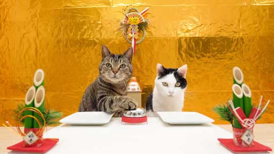 猫 メントスコーラ ドミノ ねこナビ編集部 YouTube Cats and Mentos cola Domino