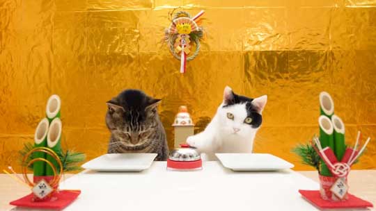 猫 メントスコーラ ドミノ ねこナビ編集部 YouTube Cats and Mentos cola Domino