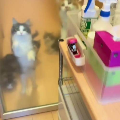 猫 ノルウェージャンフォレストキャット 朝ご飯 動画 かわいい 面白 モフモフ 多頭飼い ブリーダー 大型猫