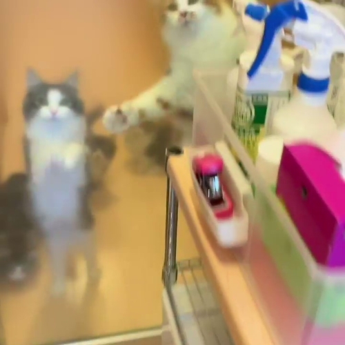 猫 ノルウェージャンフォレストキャット 朝ご飯 動画 かわいい 面白 モフモフ 多頭飼い ブリーダー 大型猫