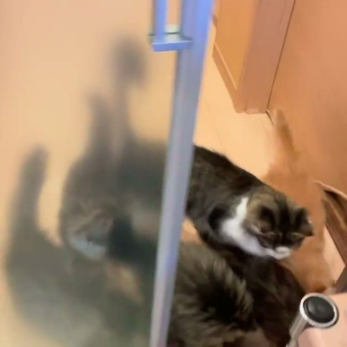 猫 ノルウェージャンフォレストキャット 朝ご飯 動画 かわいい 面白 モフモフ 多頭飼い ブリーダー 大型猫