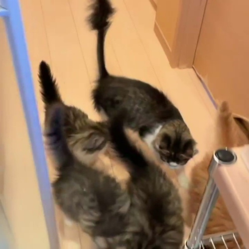 猫 ノルウェージャンフォレストキャット 朝ご飯 動画 かわいい 面白 モフモフ 多頭飼い ブリーダー 大型猫