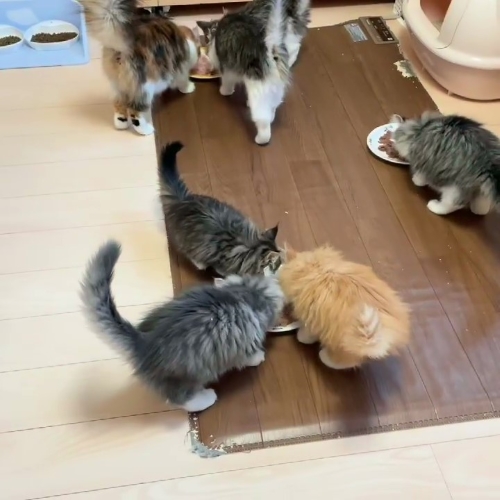 猫 ノルウェージャンフォレストキャット 朝ご飯 動画 かわいい 面白 モフモフ 多頭飼い ブリーダー 大型猫