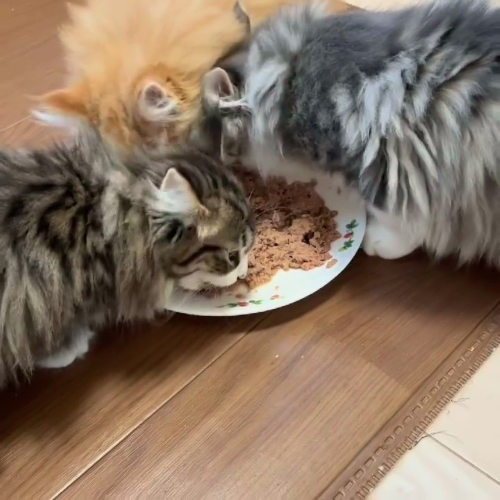 猫 ノルウェージャンフォレストキャット 朝ご飯 動画 かわいい 面白 モフモフ 多頭飼い ブリーダー 大型猫
