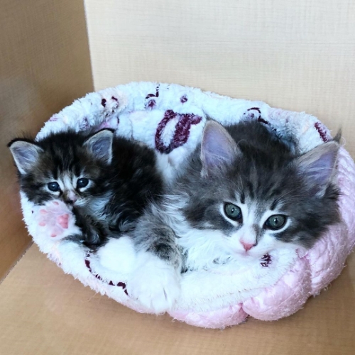 猫 ノルウェージャンフォレストキャット 朝ご飯 動画 かわいい 面白 モフモフ 多頭飼い ブリーダー 大型猫