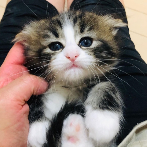 猫 ノルウェージャンフォレストキャット 朝ご飯 動画 かわいい 面白 モフモフ 多頭飼い ブリーダー 大型猫