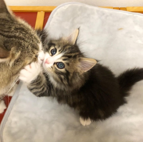 猫 ノルウェージャンフォレストキャット 朝ご飯 動画 かわいい 面白 モフモフ 多頭飼い ブリーダー 大型猫