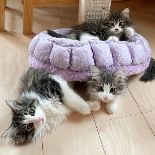 猫 ノルウェージャンフォレストキャット 朝ご飯 動画 かわいい 面白 モフモフ 多頭飼い ブリーダー 大型猫