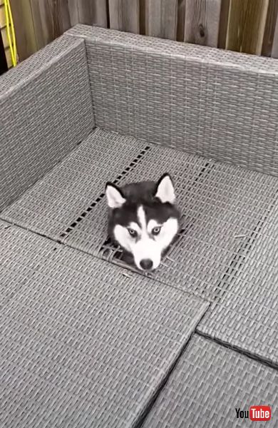 家具を壊すワンコの画像 ポンスキー ハスキー 破壊 かわいい 海外動画 面白 ワンコ